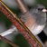 Dark-eyed Junco